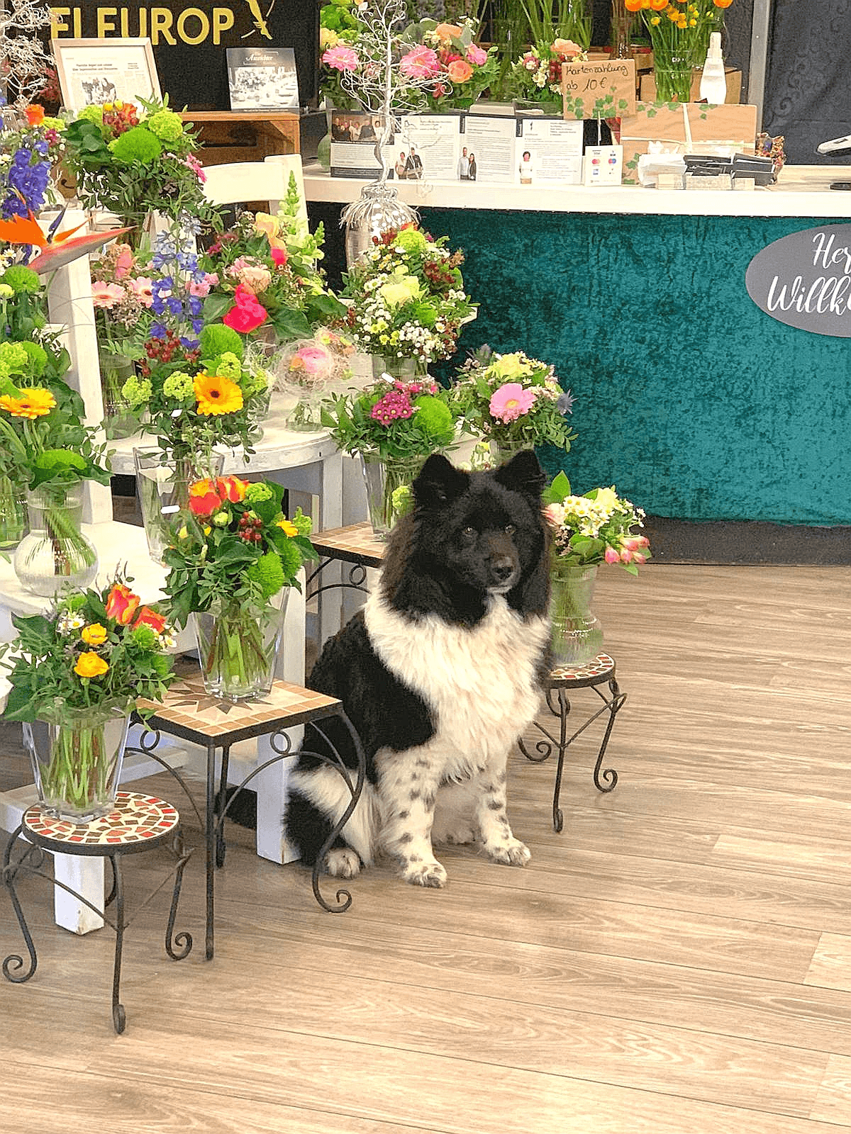 Blake – Ladenhund bei Floristik Köster