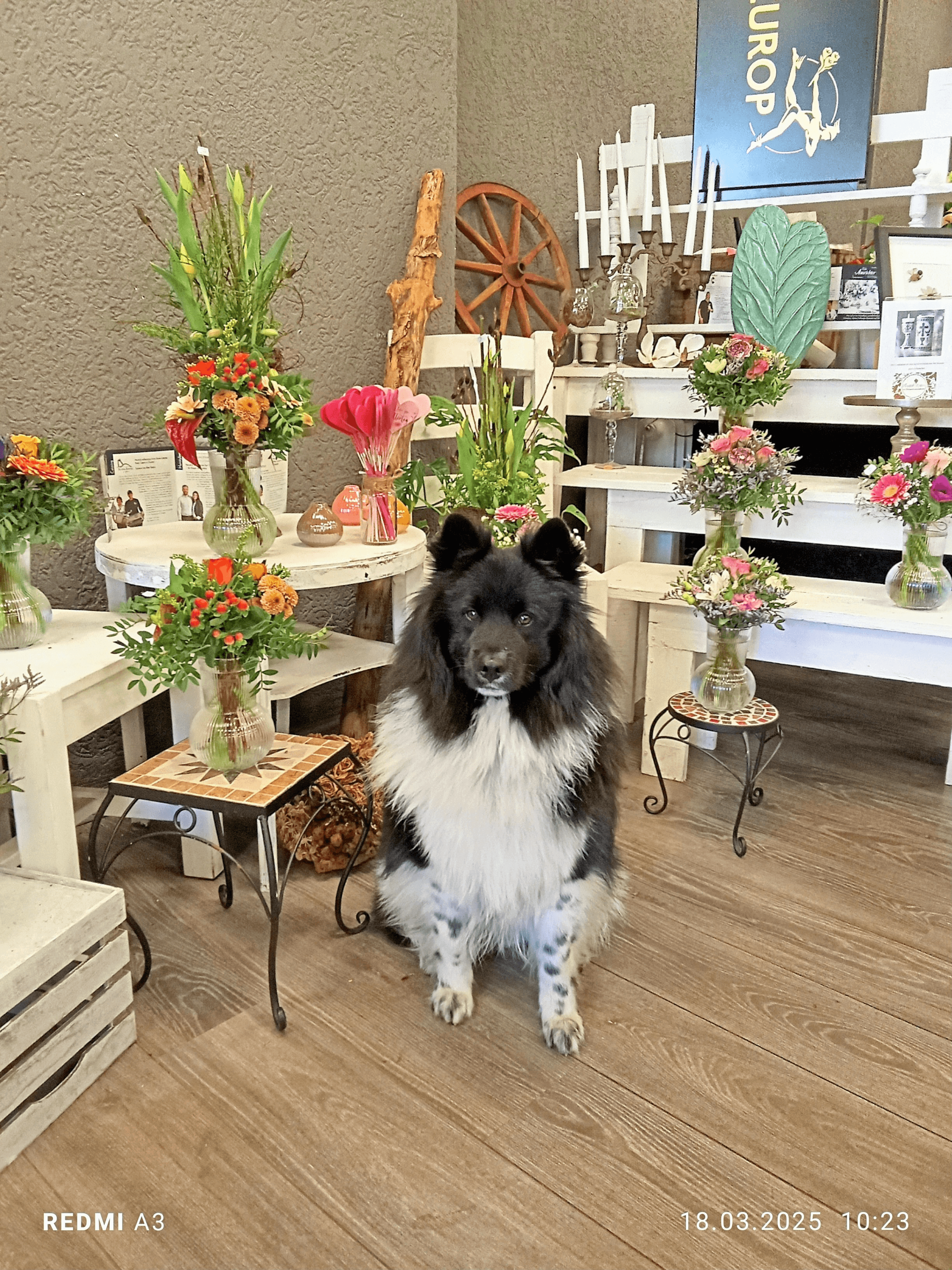Blake entspannt im Blumenladen